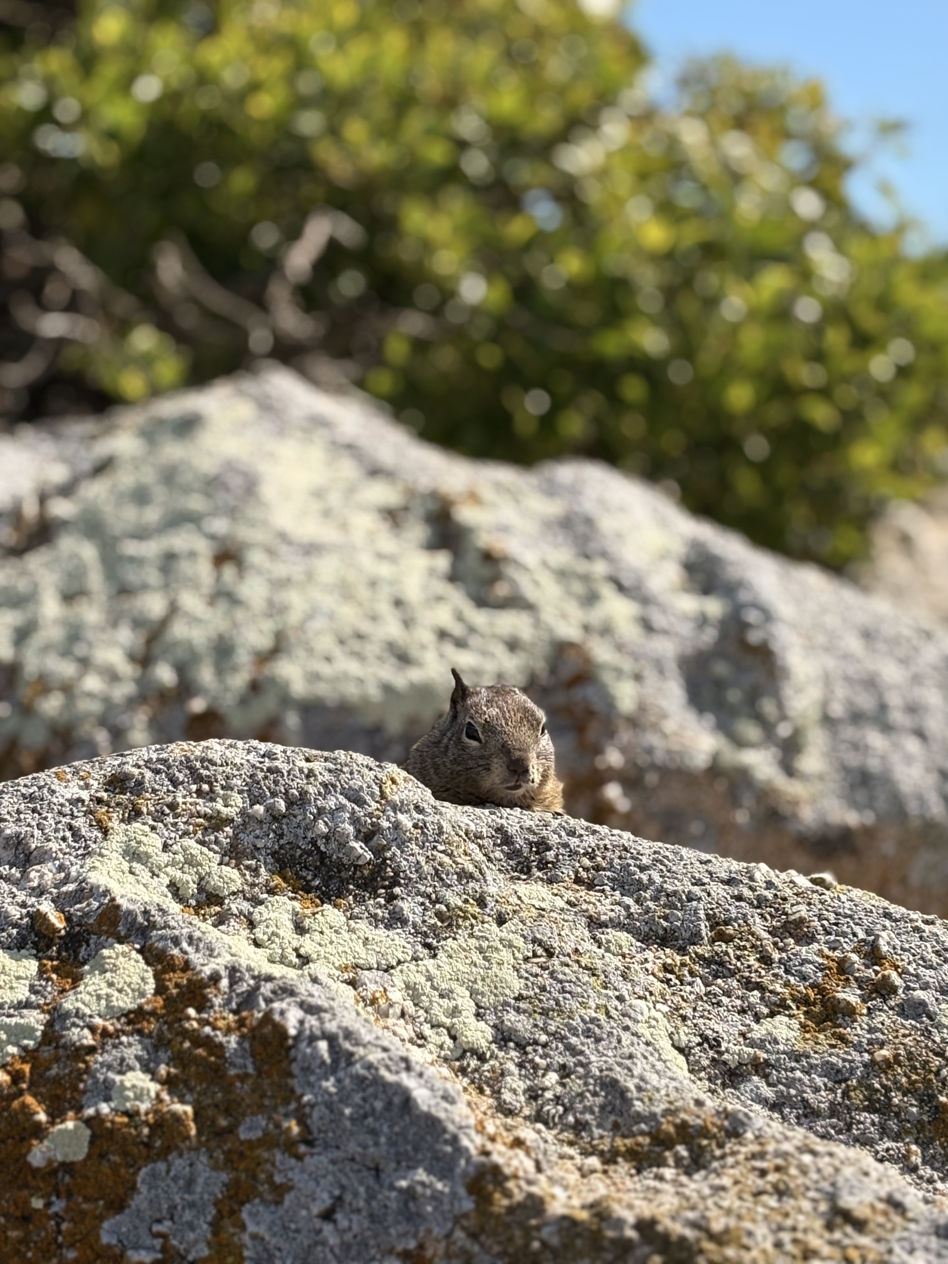 🐿️
