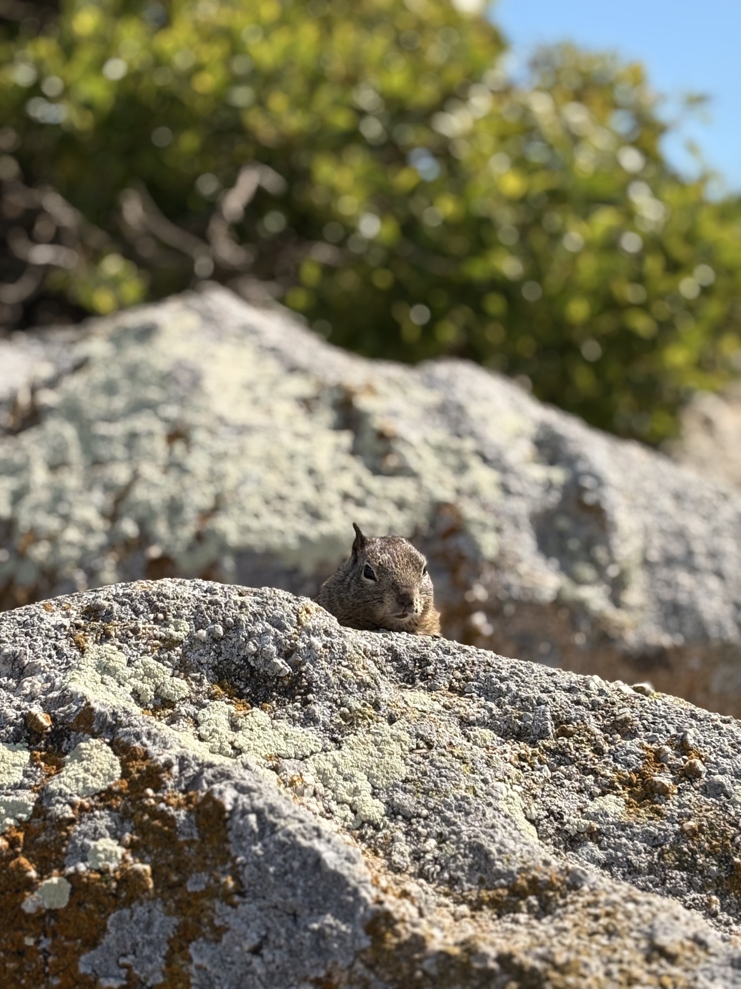 🐿️