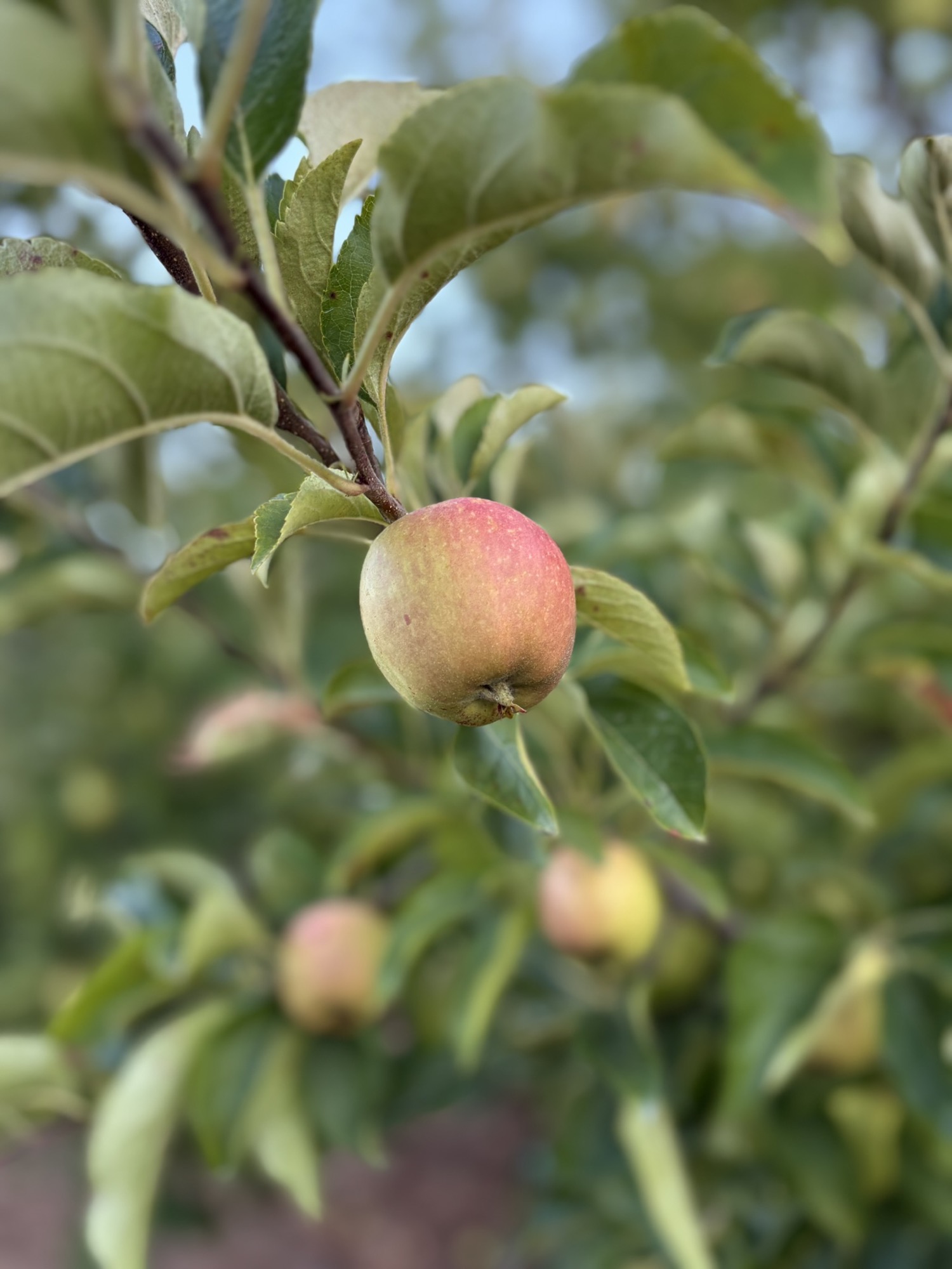 Apple’s Apple